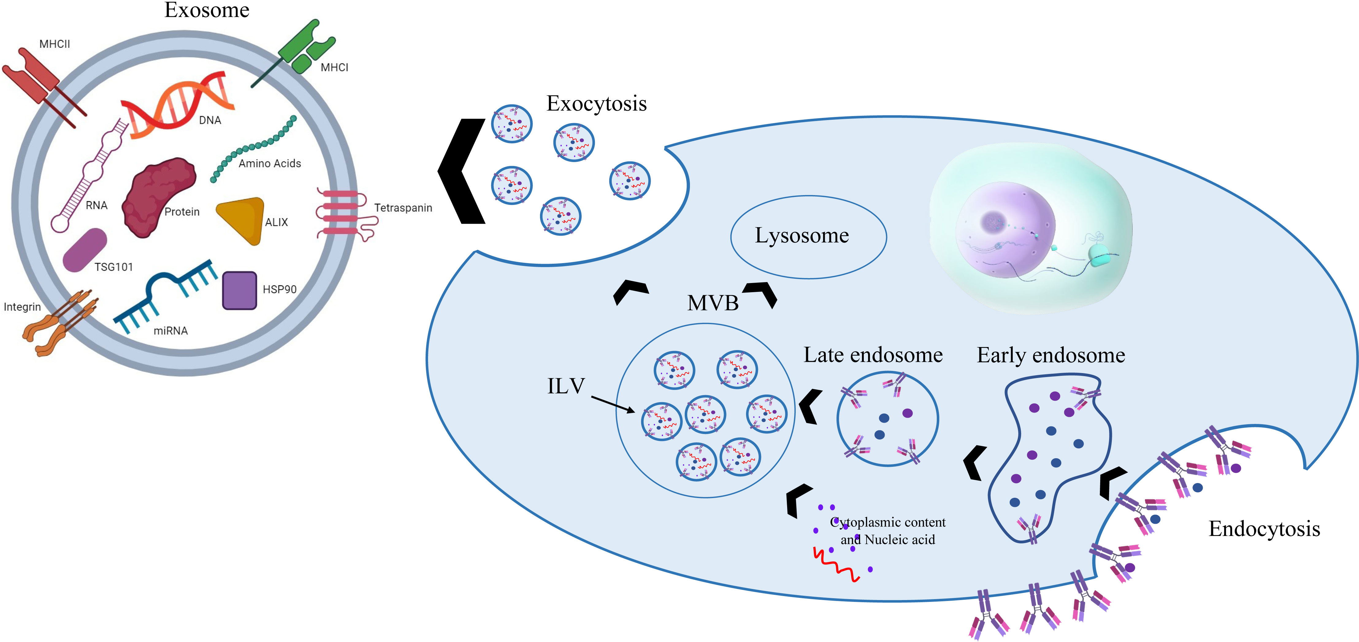 圖4:干細胞外泌體的生物發生和結構 圖4:干細胞外泌體的生物發生和結構