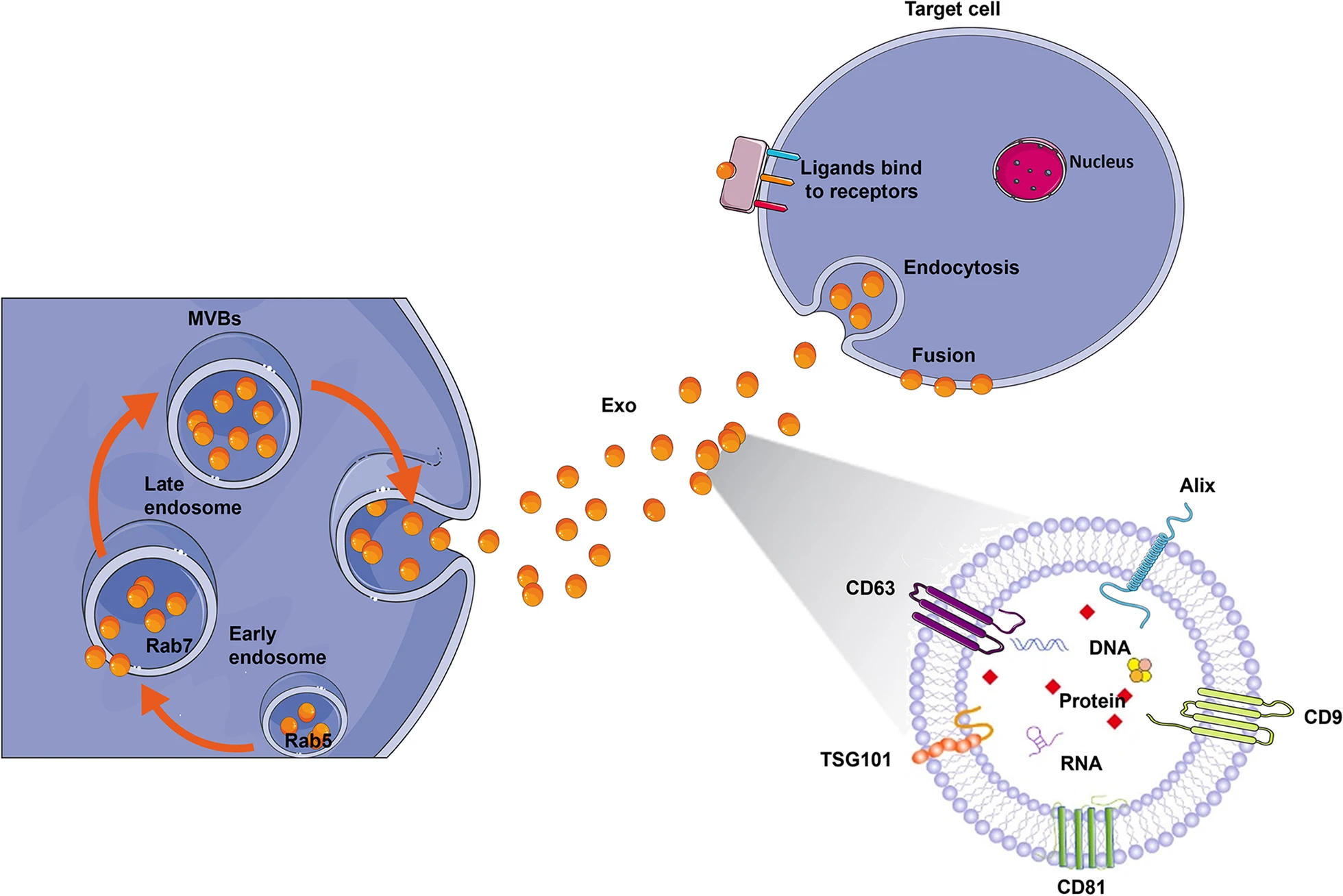 圖2:外泌體生物合成和配體受體結(jié)合的示意圖。 圖2:外泌體生物合成和配體受體結(jié)合的示意圖。