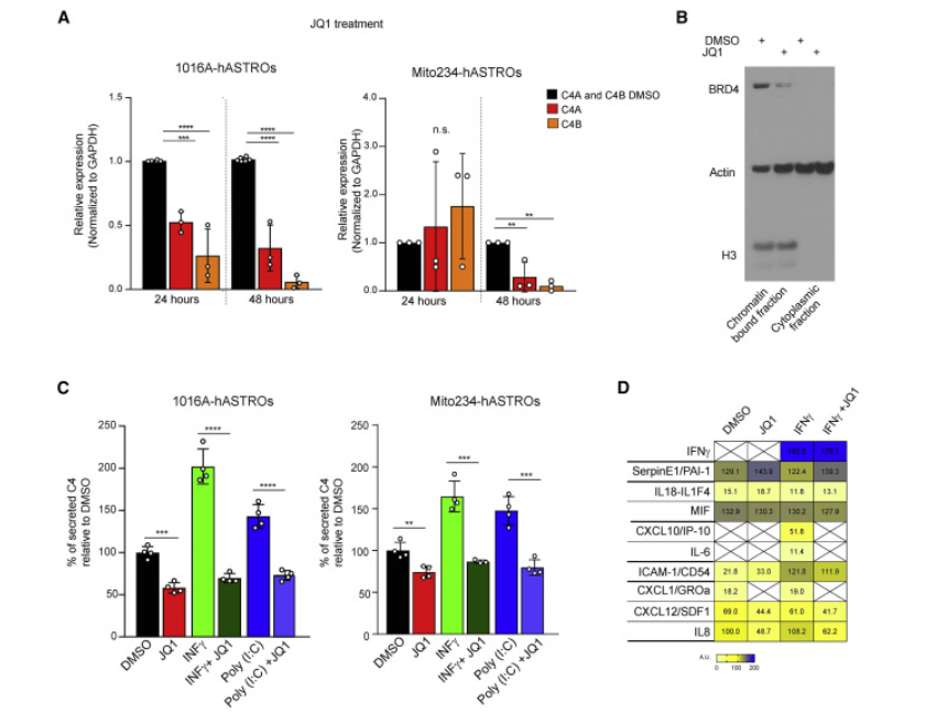 △人星形膠質(zhì)細胞分泌C4 △人星形膠質(zhì)細胞分泌C4