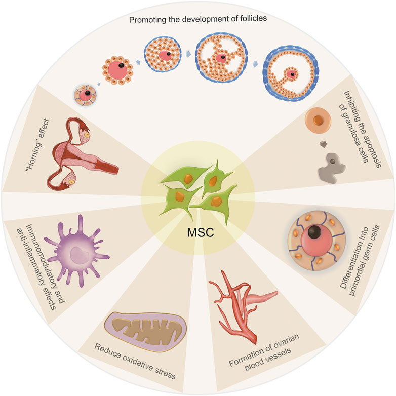 圖2:間充質干細胞治療卵巢早衰的機制 圖2:間充質干細胞治療卵巢早衰的機制