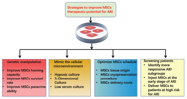圖1:提高間充質干細胞治療急性腎損傷有益效果的策略 圖1:提高間充質干細胞治療急性腎損傷有益效果的策略