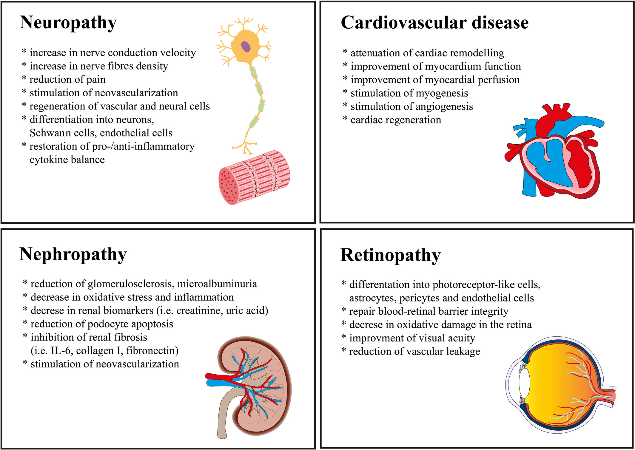 圖1:使用脂肪間充質(zhì)干細(xì)胞來(lái)緩解長(zhǎng)期糖尿病并發(fā)癥 圖1:使用脂肪間充質(zhì)干細(xì)胞來(lái)緩解長(zhǎng)期糖尿病并發(fā)癥