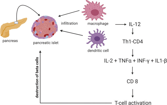圖1:T1DM中通過巨噬細胞和樹突狀細胞分泌的細胞因子級聯(lián)表現(xiàn)出的自身免疫機制 圖1:T1DM中通過巨噬細胞和樹突狀細胞分泌的細胞因子級聯(lián)表現(xiàn)出的自身免疫機制