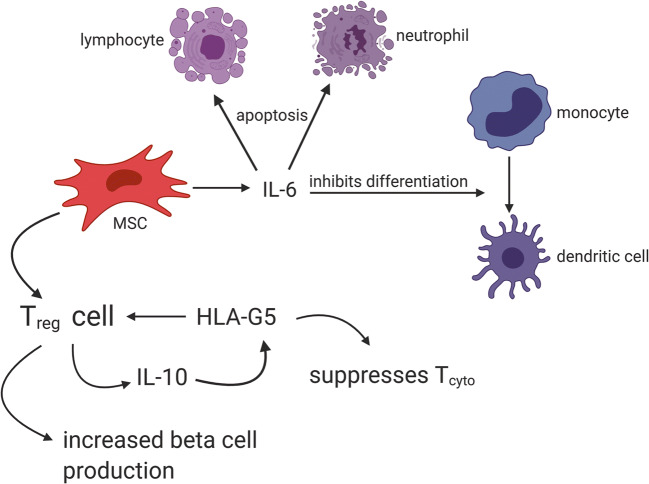圖2:MSC通過與Treg細胞相互作用產生HLA-G5,抑制細胞毒性T細胞并促進Treg細胞,從而抑制T1DM自身免疫作用 圖2:MSC通過與Treg細胞相互作用產生HLA-G5,抑制細胞毒性T細胞并促進Treg細胞,從而抑制T1DM自身免疫作用