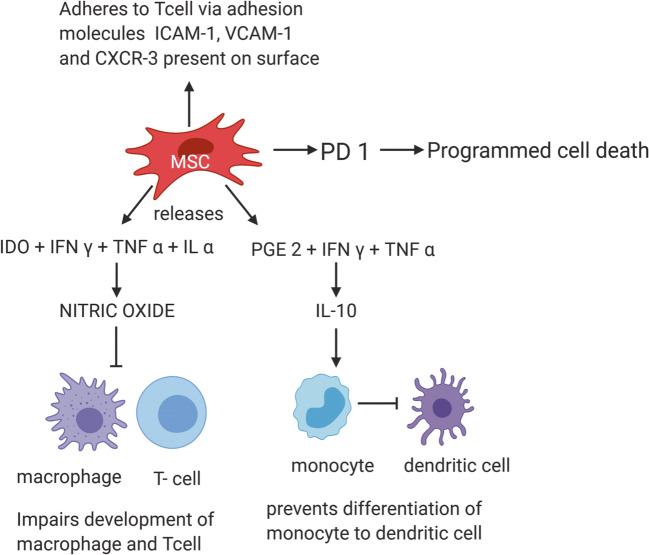 圖3:MSC通過TNF-α和細胞粘附分子介導的免疫抑制作用減少自身免疫效應 圖3:MSC通過TNF-α和細胞粘附分子介導的免疫抑制作用減少自身免疫效應