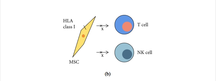 圖1:間充質干細胞促進組織修復和免疫抑制機制的示意圖 圖1:間充質干細胞促進組織修復和免疫抑制機制的示意圖