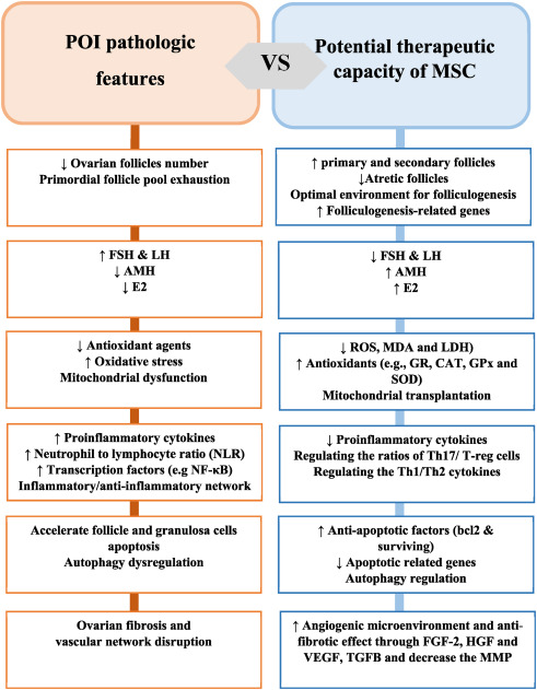 圖2:間充質(zhì)干細(xì)胞治療卵巢早衰的機(jī)制與卵巢早衰的病理機(jī)制 圖2:間充質(zhì)干細(xì)胞治療卵巢早衰的機(jī)制與卵巢早衰的病理機(jī)制