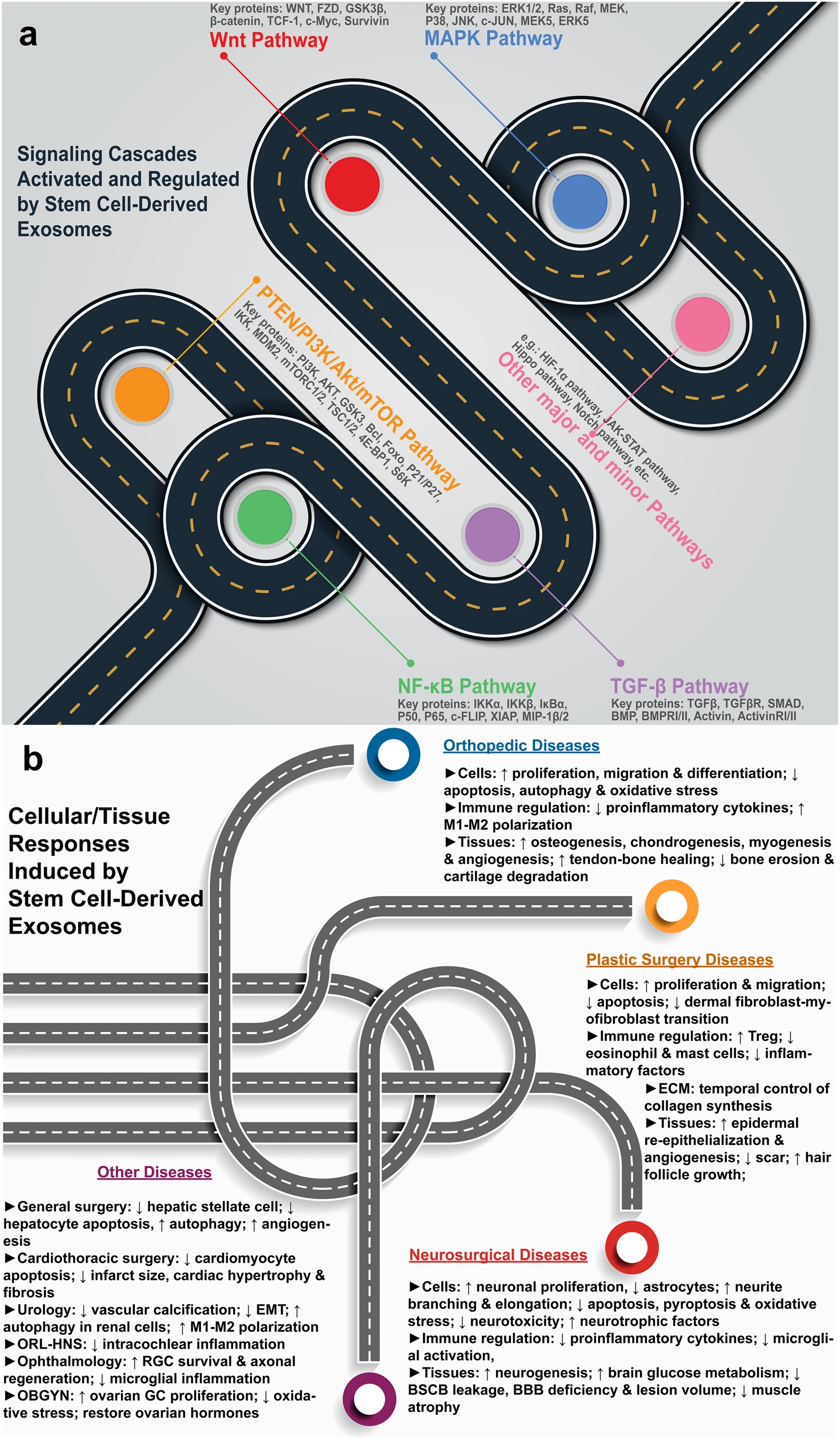 干細胞源性外泌體療法的機制。a各種信號通路的激活和調節。b疾病特異性細胞和組織反應。 圖1:干細胞源性外泌體療法的機制。a各種信號通路的激活和調節。b疾病特異性細胞和組織反應。