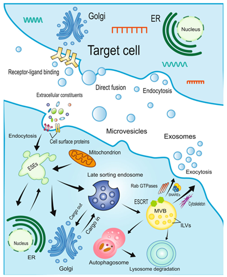學者們研究發現移植MSCs衍生神經元在體內具有高分化率的功能。 學者們研究發現移植MSCs衍生神經元在體內具有高分化率的功能。
