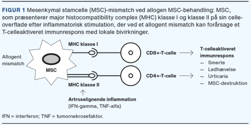 MHC錯配可能會在同種異體治療期間引起免疫反應,這已在從第一次治療到第二次治療的重復治療中得到證實 MHC錯配可能會在同種異體治療期間引起免疫反應,這已在從第一次治療到第二次治療的重復治療中得到證實