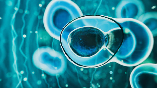 干細胞療法是永久性的嗎? 干細胞療法是永久性的嗎?