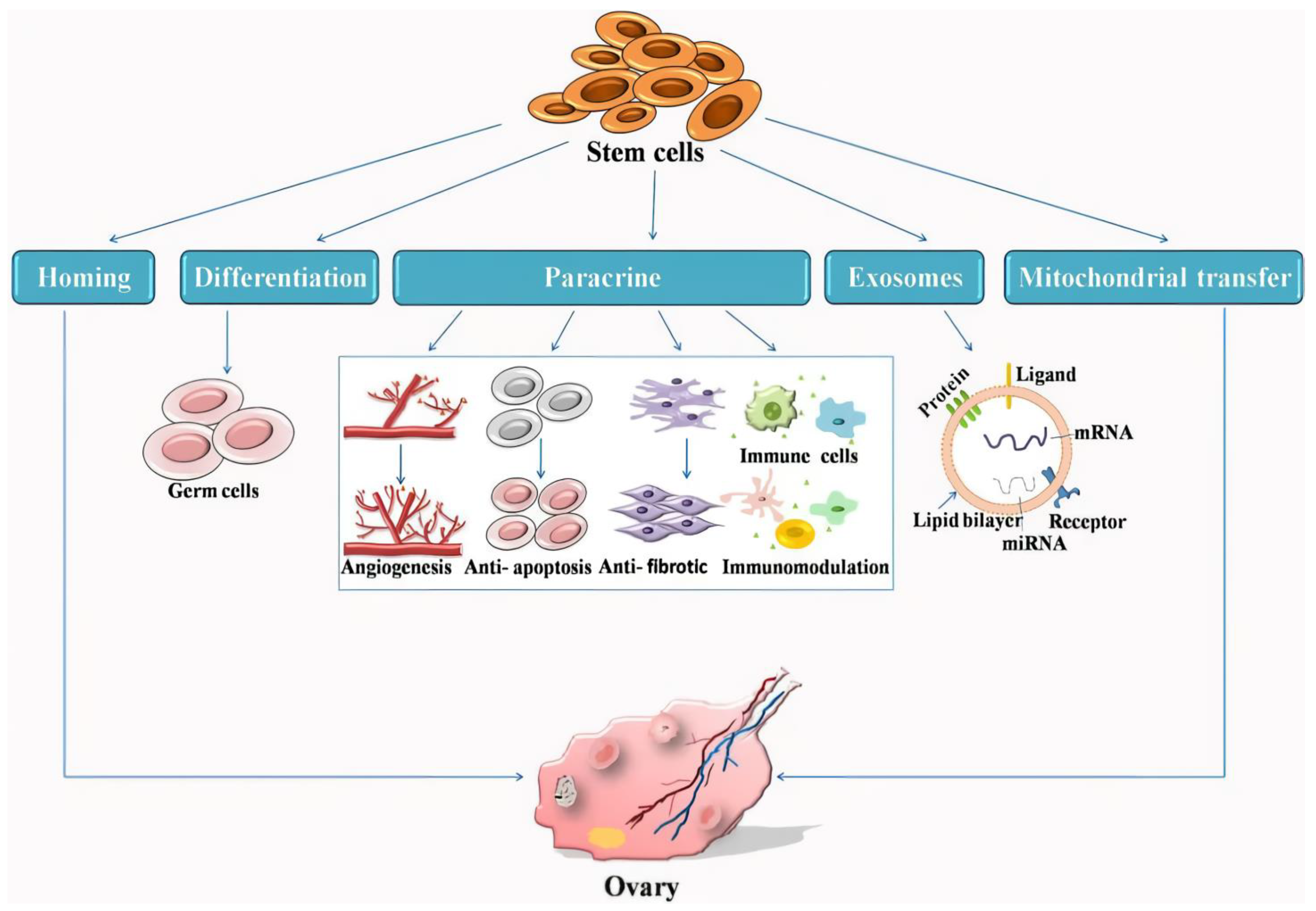 圖1:干細(xì)胞治療卵巢早衰的機(jī)制示意圖。 圖1:干細(xì)胞治療卵巢早衰的機(jī)制示意圖。