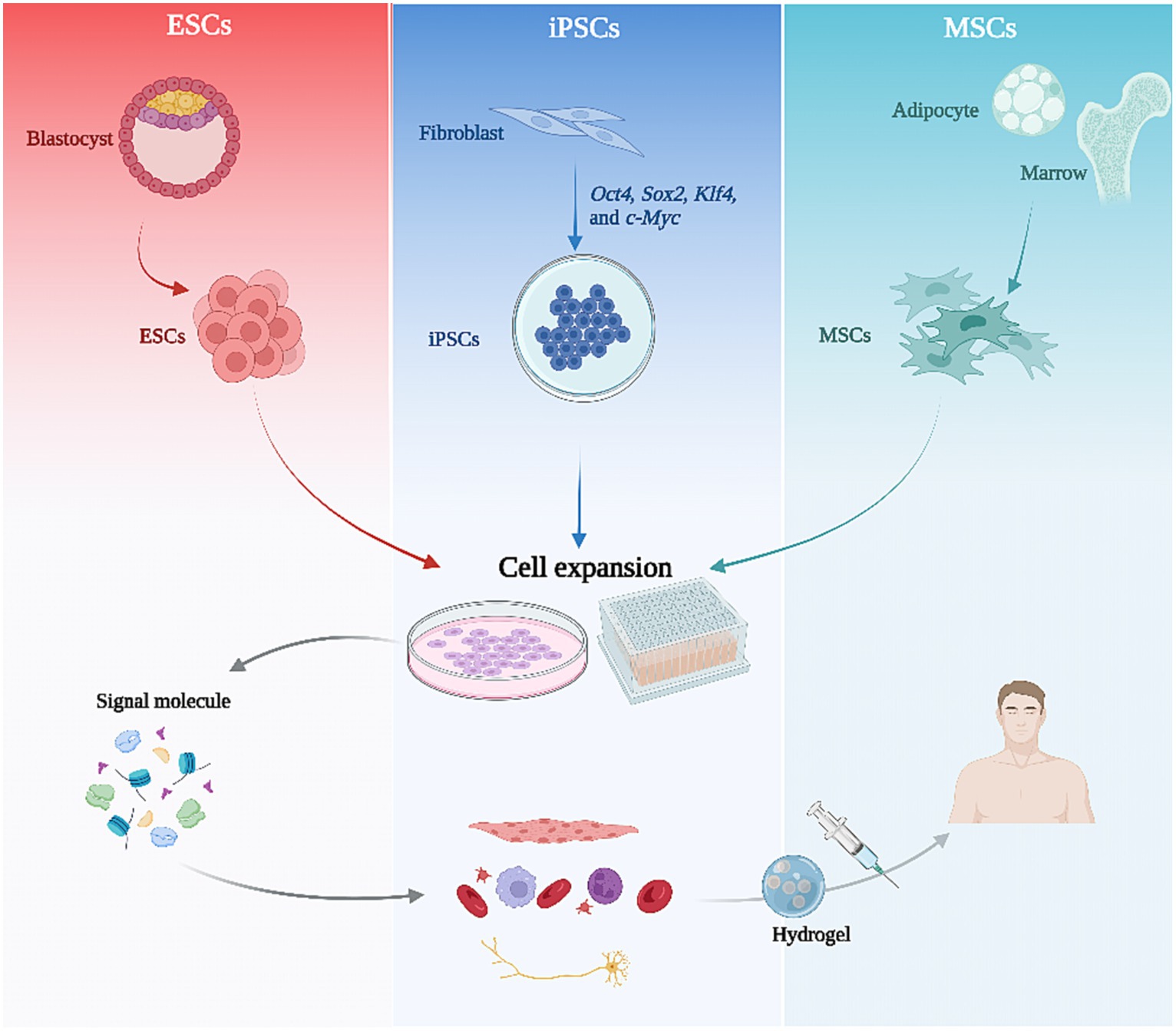 圖2:干細胞治療的流程圖 圖2:干細胞治療的流程圖