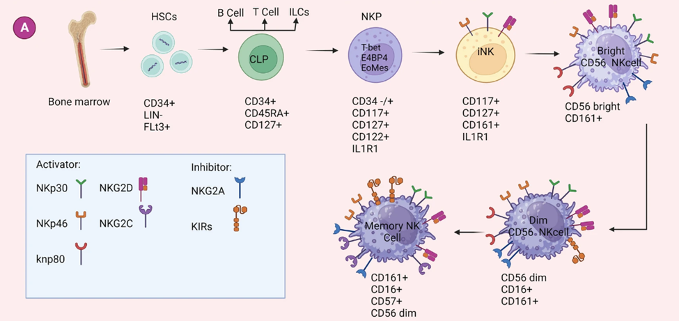 NK 細(xì)胞 NK 細(xì)胞