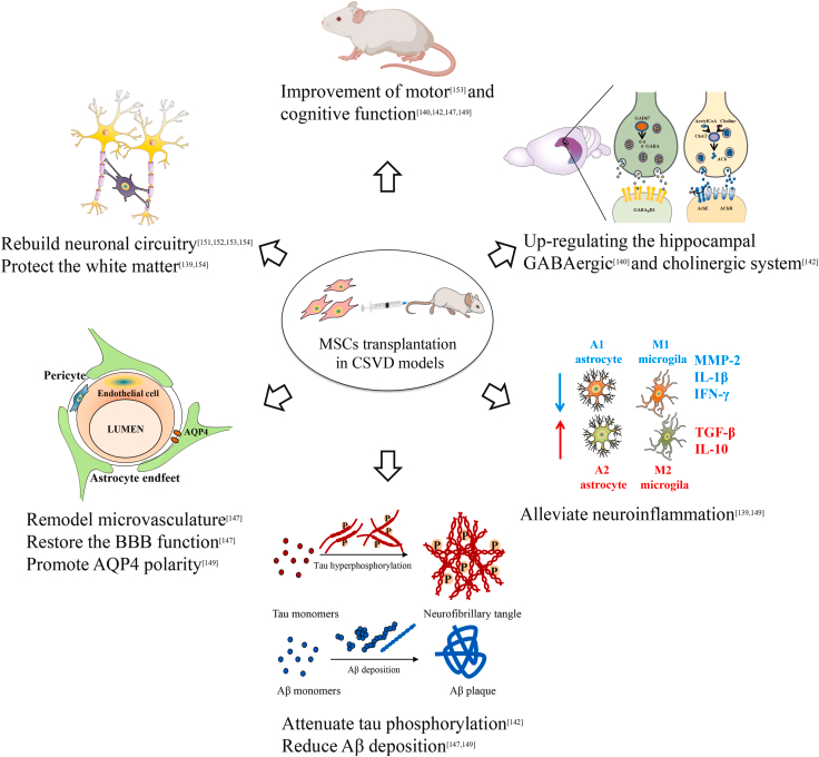 圖2:間充質干細胞治療腦小血管病的可能機制 圖2:間充質干細胞治療腦小血管病的可能機制