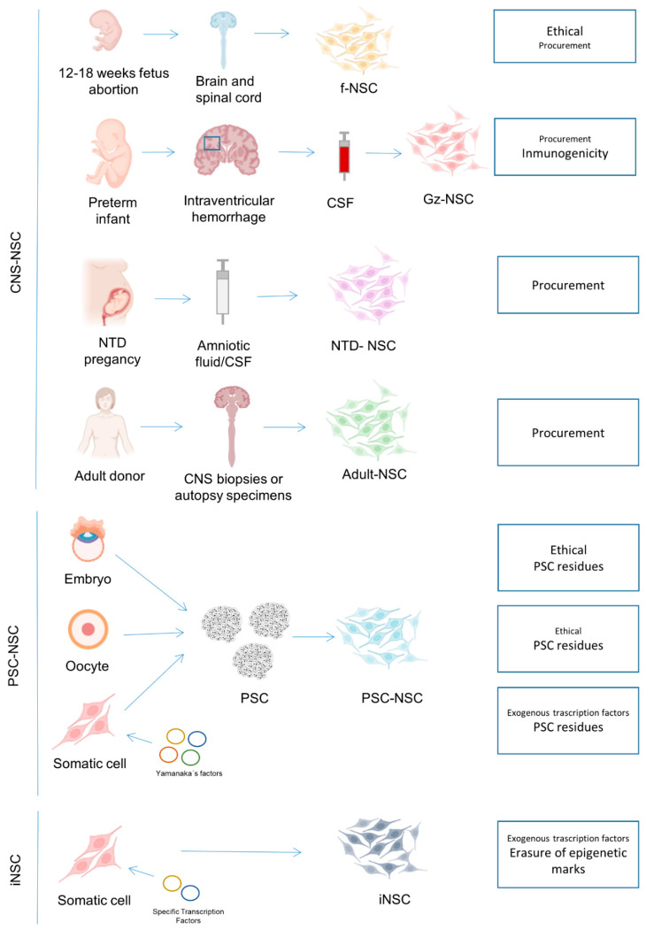 圖1:NSC生產(chǎn)的可用來源以及每個來源的主要關(guān)注點(diǎn)。 圖1:NSC生產(chǎn)的可用來源以及每個來源的主要關(guān)注點(diǎn)。