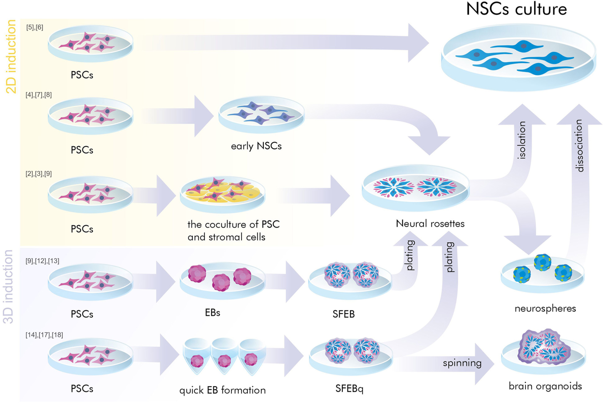 神經干細胞是胚胎干細胞嗎? 神經干細胞是胚胎干細胞嗎?