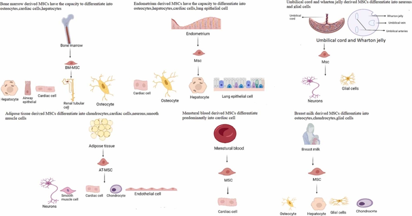 間充質(zhì)干細胞有哪些優(yōu)勢? 間充質(zhì)干細胞有哪些優(yōu)勢?