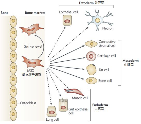 △間充質干細胞的各類分化示意圖 △間充質干細胞的各類分化示意圖