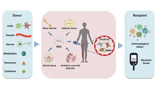 △MSCs介導的免疫調節,給2型糖尿病患者治療帶來希望 △MSCs介導的免疫調節,給2型糖尿病患者治療帶來希望