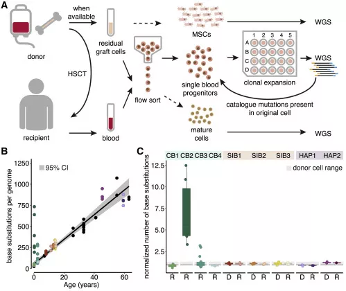 △瑪西瑪公主兒童腫瘤中心研究證實:人類造血干細胞移植相關的突變積累基本在健康基線范圍內,干細胞移植不會增加DNA突變概率 △瑪西瑪公主兒童腫瘤中心研究證實:人類造血干細胞移植相關的突變積累基本在健康基線范圍內,干細胞移植不會增加DNA突變概率