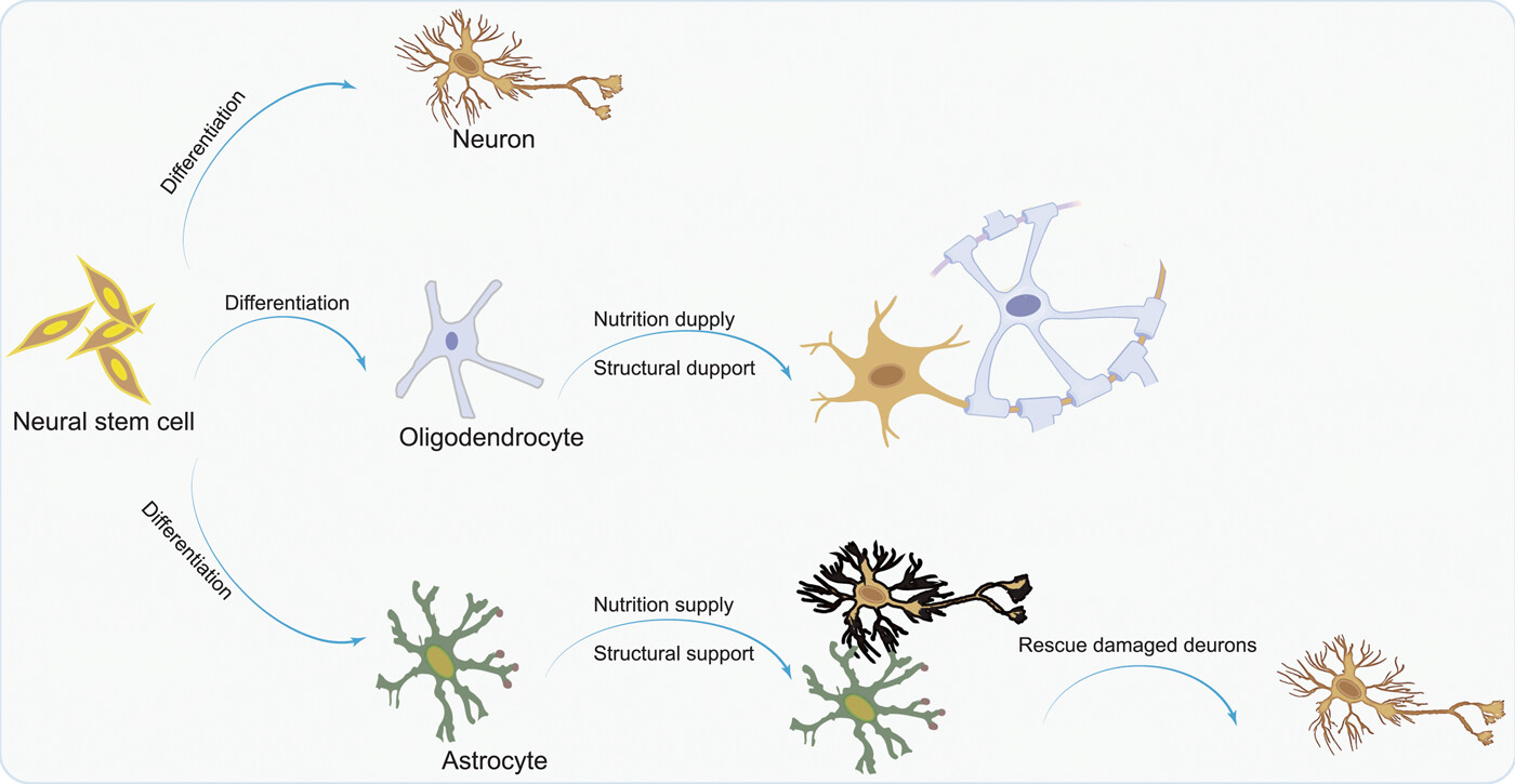 圖1:NSC分化為神經元,以補充大腦中因疾病而損失的神經元;少突膠質細胞 圖1:NSC分化為神經元,以補充大腦中因疾病而損失的神經元;少突膠質細胞