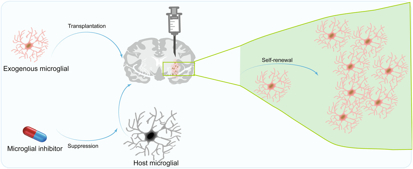 圖4:移植小膠質細胞治療神經系統疾病的機制 圖4:移植小膠質細胞治療神經系統疾病的機制