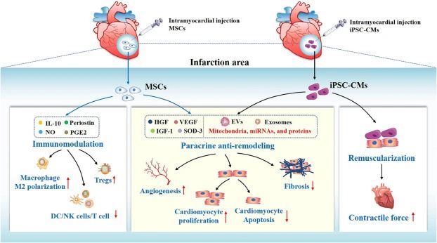重復(fù)靜脈注射干細(xì)胞可以進(jìn)一步增強(qiáng)治療效果。 重復(fù)靜脈注射干細(xì)胞可以進(jìn)一步增強(qiáng)治療效果。