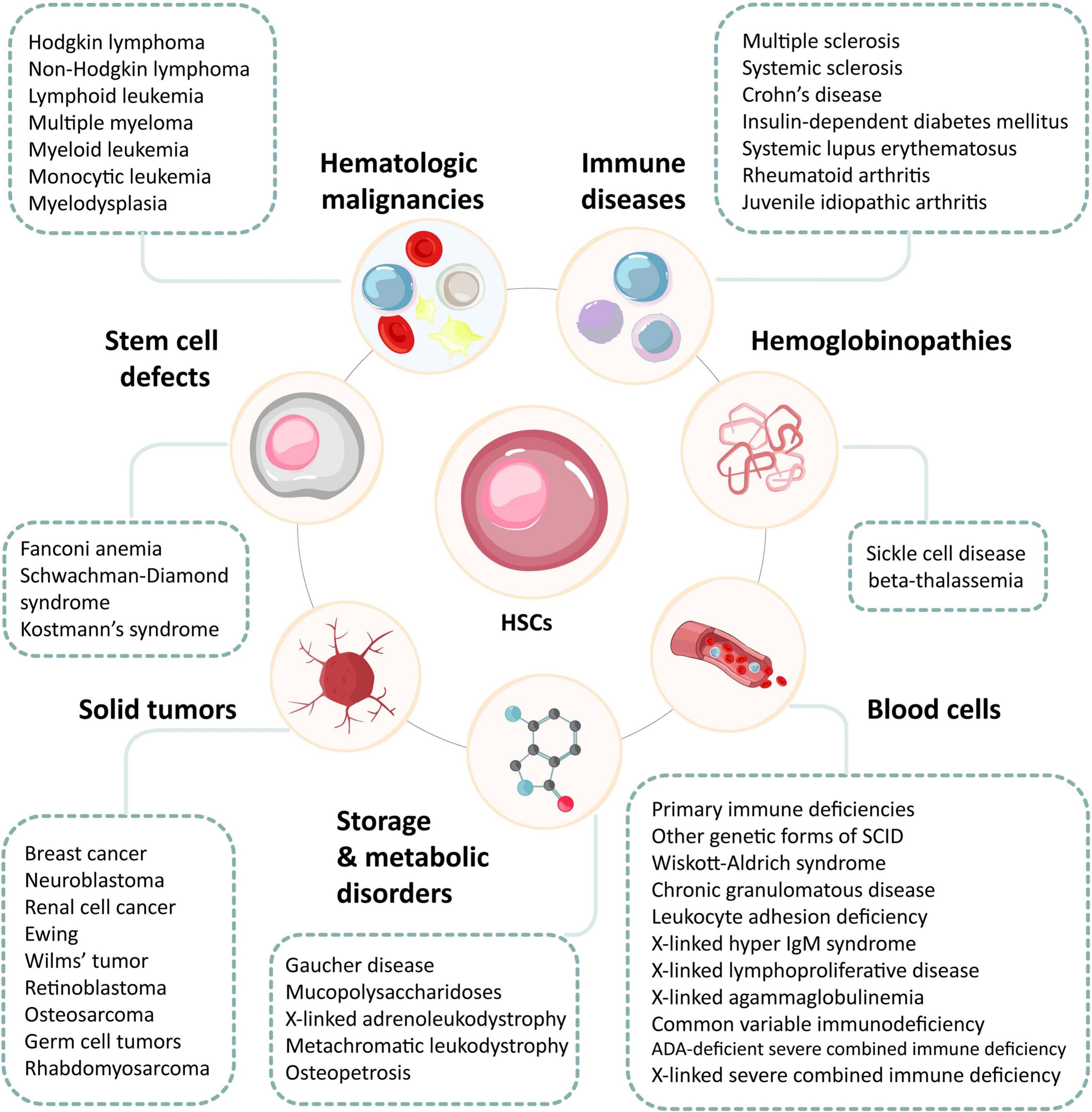 圖3:造血干細(xì)胞及其在治療血液和非血液疾病中的潛力。 圖3:造血干細(xì)胞及其在治療血液和非血液疾病中的潛力。