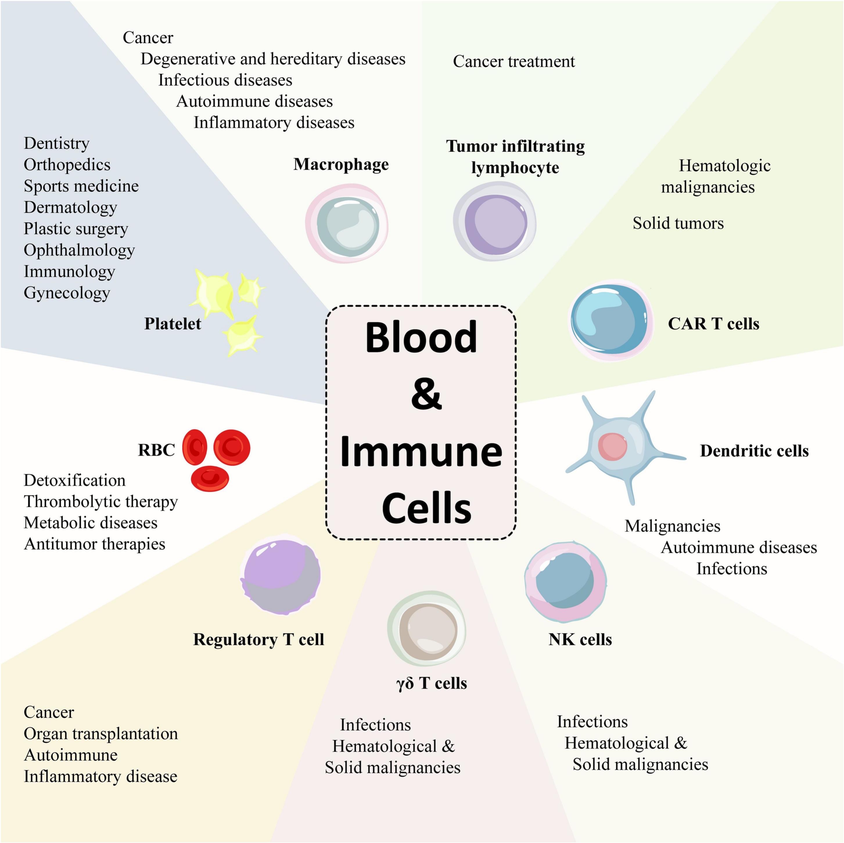 圖6:各種成熟的血液和免疫細(xì)胞及其治療潛力。 圖6:各種成熟的血液和免疫細(xì)胞及其治療潛力。