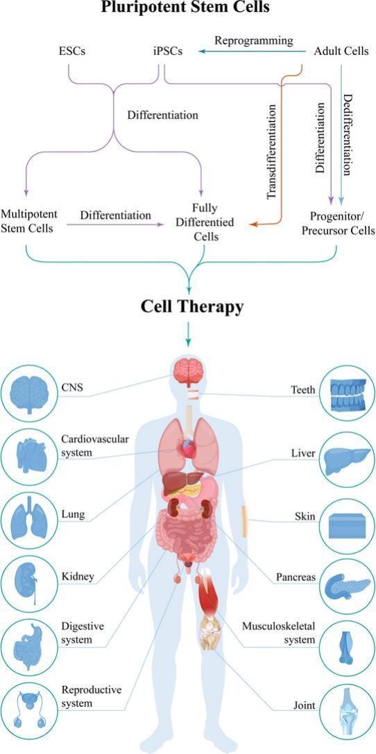 快速搞懂細(xì)胞全家福:同為細(xì)胞,它們有何不同?臨床應(yīng)用潛力如何? 快速搞懂細(xì)胞全家福:同為細(xì)胞,它們有何不同?臨床應(yīng)用潛力如何?