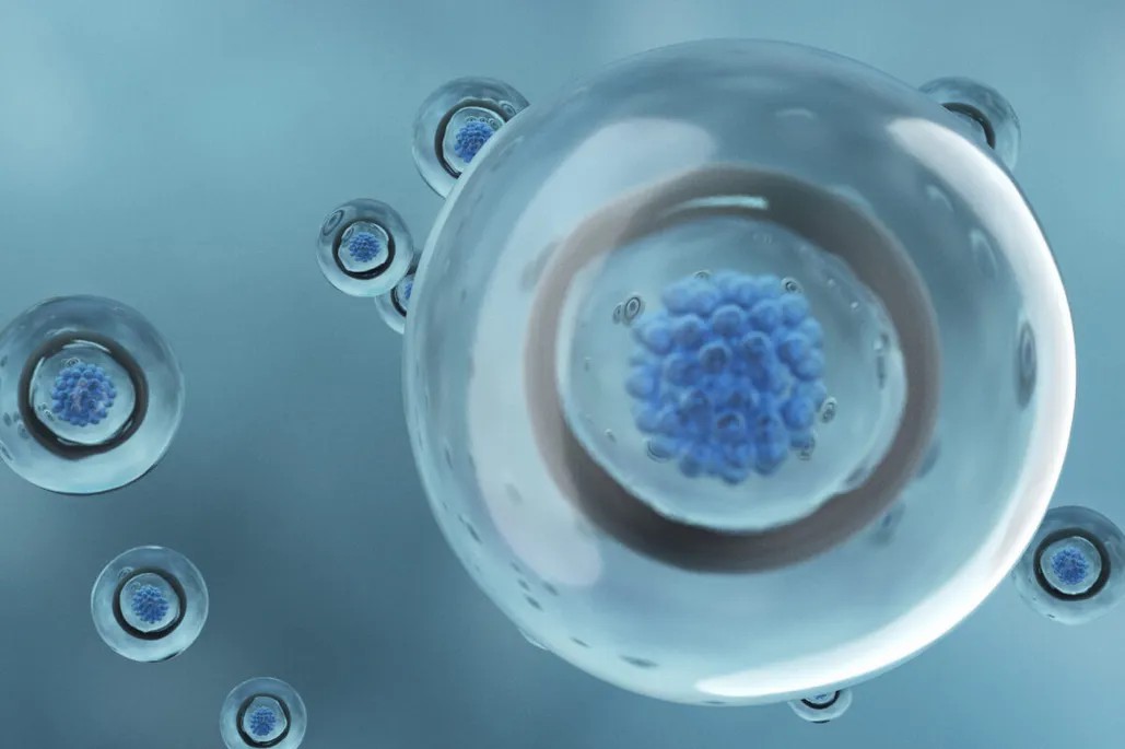 干細胞從哪里來? 干細胞從哪里來?