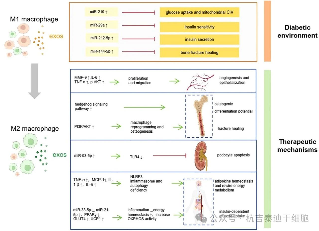 圖1:巨噬細胞衍生的外泌體如何促進糖尿病的發病機制、并發癥和治療。 圖1:巨噬細胞衍生的外泌體如何促進糖尿病的發病機制、并發癥和治療。