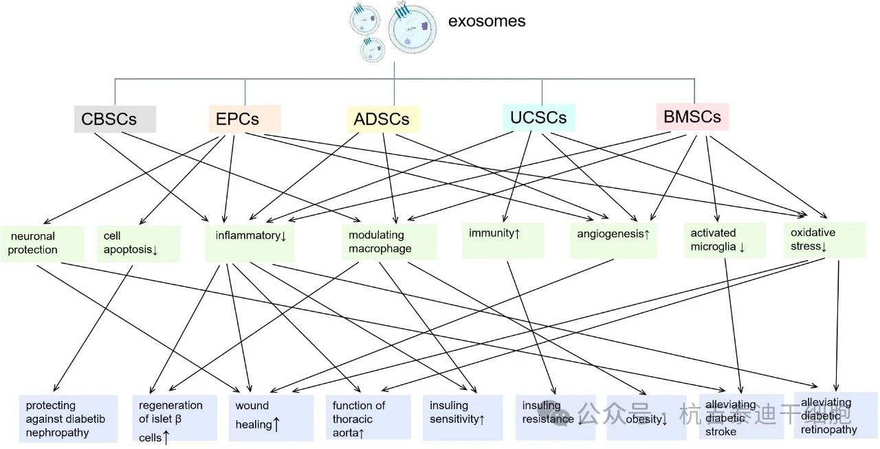 圖2:來自不同種類干細胞的外泌體及其對糖尿病炎癥/免疫調節作用的主要機制。 圖2:來自不同種類干細胞的外泌體及其對糖尿病炎癥/免疫調節作用的主要機制。