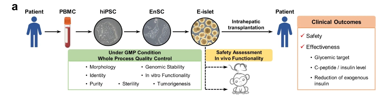 a?E-胰島的生成和質量控制以及E-胰島移植的安全性/有效性評估的主要程序簡要說明。 a?E-胰島的生成和質量控制以及E-胰島移植的安全性/有效性評估的主要程序簡要說明。