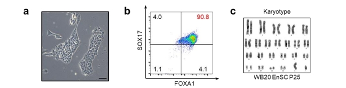 Enscs的形態、FACS的結果、WB20EnSC系的染色體分型結果 Enscs的形態、FACS的結果、WB20EnSC系的染色體分型結果
