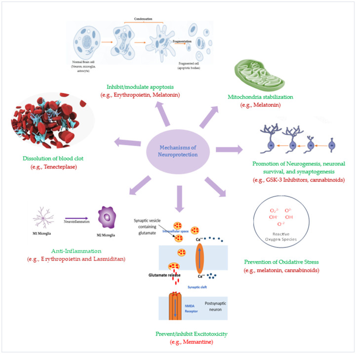 圖3:潛在神經保護療法的神經保護機制。 圖3:潛在神經保護療法的神經保護機制。