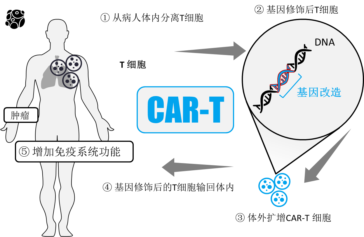 CAR-T細胞治療機制 CAR-T細胞治療機制