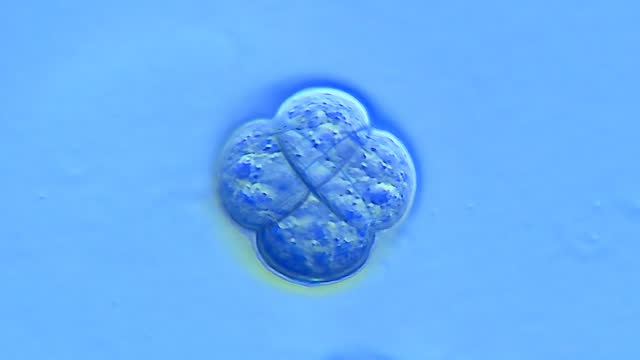 間充質干細胞 間充質干細胞