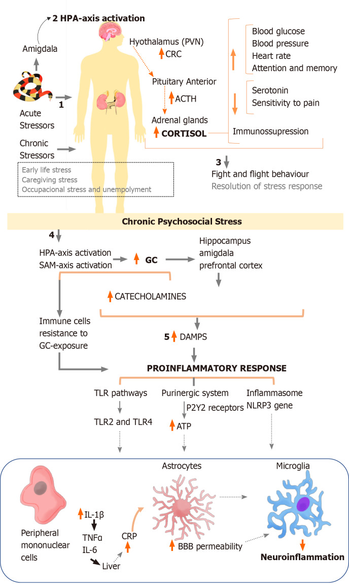 圖1:炎癥途徑應激急性和慢性反應的綜合。 圖1:炎癥途徑應激急性和慢性反應的綜合。