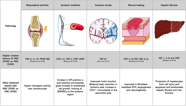 圖3:3D培養預處理MSC 圖3:3D培養預處理MSC