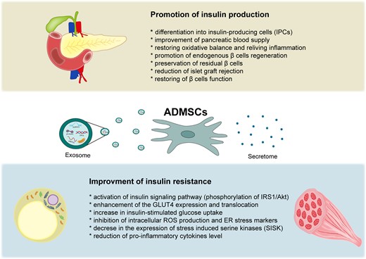 ADMSC具有多向分化和再生潛力,可促進胰島素產(chǎn)生和胰島β細胞血管化,并減少β細胞凋亡和炎癥。此外,ADMSC可改善胰島素敏感性并降低外周組織(例如脂肪組織和骨骼肌)的胰島素抵抗。 脂肪間充質(zhì)干細胞在血糖控制中的作用機制