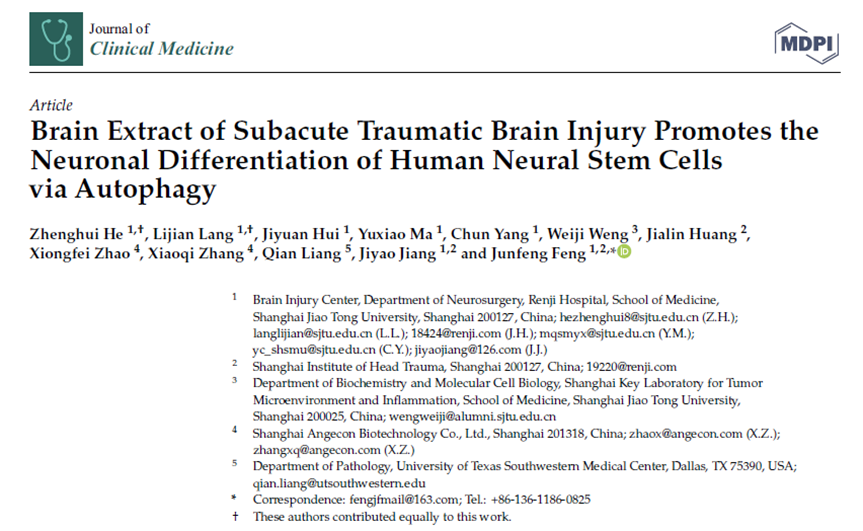 亞急性創(chuàng)傷性腦損傷腦提取物通過自噬促進人類神經(jīng)干細胞的神經(jīng)元分化