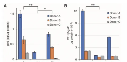 NK細胞輸注前、輸注后第14天和第90天的p16和β-半乳糖苷酶含量。 NK細胞輸注前、輸注后第14天和第90天的p16和β-半乳糖苷酶含量。