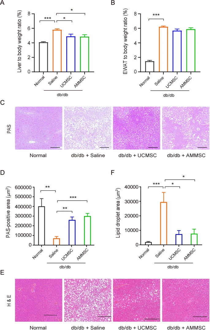 圖2:MSC給藥減少了小鼠肝臟中的脂質(zhì)積累并增加了糖原儲(chǔ)存 圖2:MSC給藥減少了小鼠肝臟中的脂質(zhì)積累并增加了糖原儲(chǔ)存