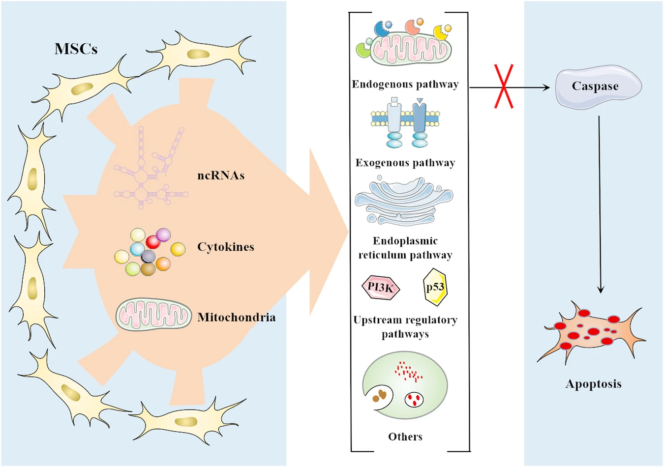 圖2:間充質(zhì)干細(xì)胞 (MSC) 通過(guò)靶向多種途徑抑制細(xì)胞凋亡 圖2:間充質(zhì)干細(xì)胞 (MSC) 通過(guò)靶向多種途徑抑制細(xì)胞凋亡