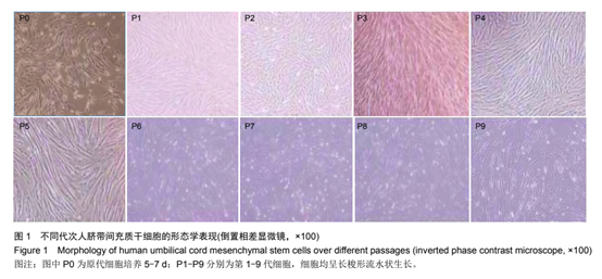 不同代次人臍帶問充質于細胞的形態學表現 不同代次人臍帶問充質于細胞的形態學表現