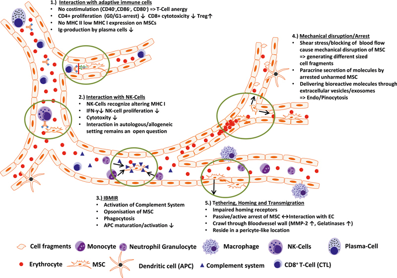 圖3:靜脈注射后間充質干細胞與組織微環(huán)境的相互作用 圖3:靜脈注射后間充質干細胞與組織微環(huán)境的相互作用