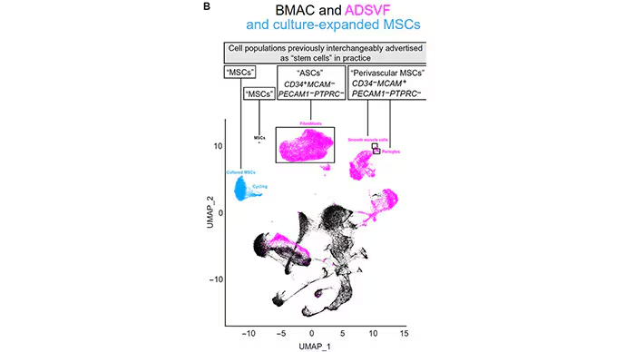 BMAC and ADSVFand culture-expanded MSCs BMAC and ADSVFand culture-expanded MSCs