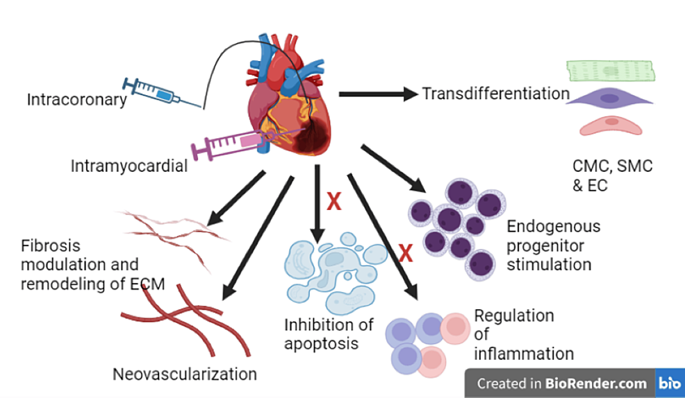 圖3:干細胞治療心血管疾病 圖3:干細胞治療心血管疾病